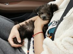 -翊宠yipet猫狗购宠庄园犬舍•猫舍