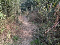 -铁山坪森林公园