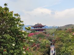 -贵州百里杜鹃风景名胜区