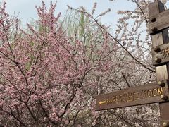 -桃花堤公园