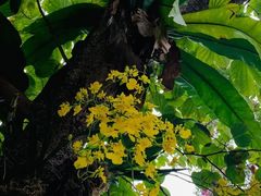 -深圳仙湖植物园