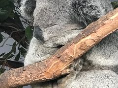 -费瑟代尔野生动物园