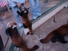 -石家庄市动物园