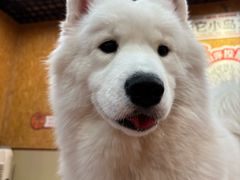 -和它·交个朋友·狗咖猫咖(爱琴海店)