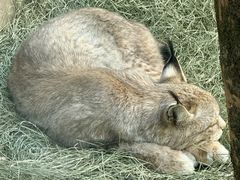 -青藏高原野生动物园