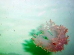 -洛阳龙门海洋馆