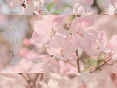 -顾村公园