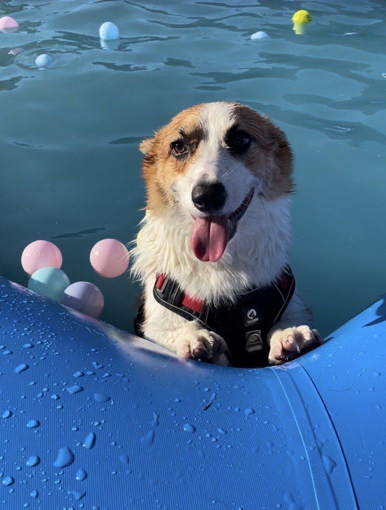 毛手毛脚萌友会 #相约亚宠展 带毛孩子