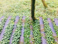 -西湖风景区-江洋畈生态公园