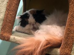 -猫小院猫主题餐厅(三里屯店)