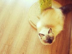 -猫的茶·猫咖