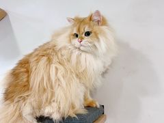 -伟伟宠物医院·CT影像中心·瑞派犬猫综合性门诊(汉口总院)