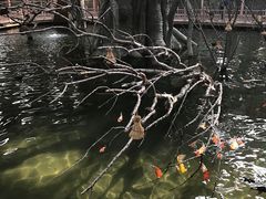 -南宫五洲植物乐园