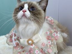 -爱洗澡的猫(望京店)