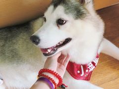 -Husky Go! 哈士奇体验馆·宠物咖啡厅狗咖