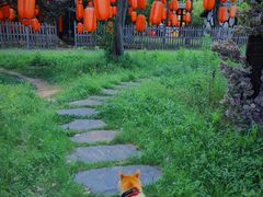 -上海杨姆庄园
