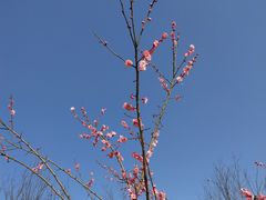 -杏花村文化旅游区