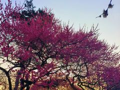 -杭州植物园