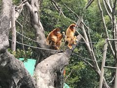 -深圳野生动物园