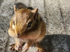 -五营红松林海景区