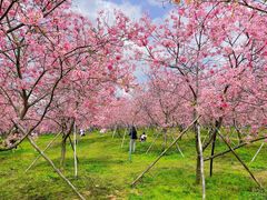 -天适樱花悠乐园
