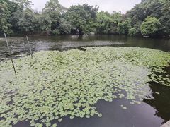 -荔湾湖公园