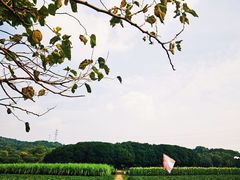 -八卦田遗址公园