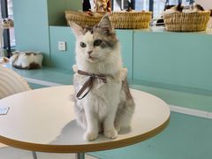 -怪兽屋·羊驼·猫咖·狗咖(俊华广场店)