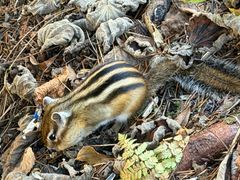 -五营红松林海景区