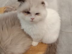 -楼上猫咖(罗湖店)