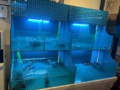 -江湖亮亮蒸虾大排档烤全羊清真(武汉总店)