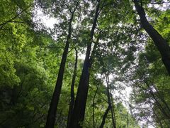 -牛背梁国家森林公园