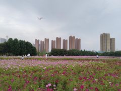 -映月湖中央公园