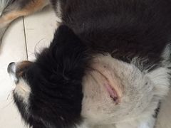 -中农大我爱我爱24h动物医院·中医针灸·猫专科·骨科医疗中心(双井店)