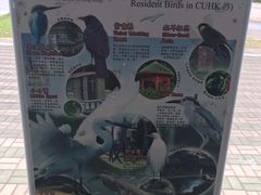 -大埔公路-马料水段香港中文大学(公交站)