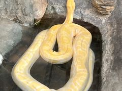 -上海大自然野生昆虫馆