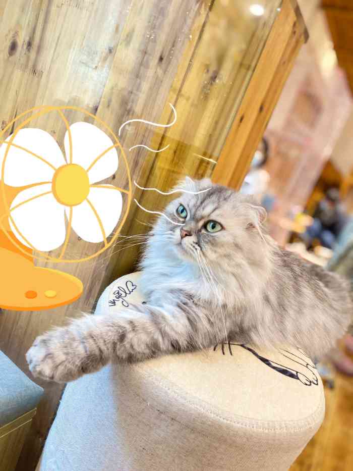 三月猫咖(平江店)-"猫咪的名字都挺个性的,全部很可爱「包子.