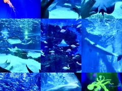 -海合安成都极地海洋公园