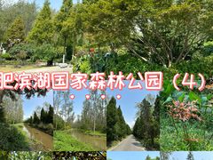 -合肥滨湖国家森林公园