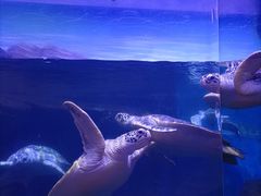 -海合安武汉极地海洋公园