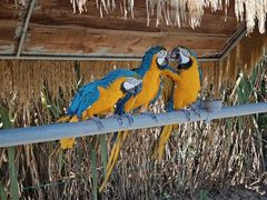-西霞口神雕山野生动物世界