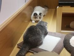 -滚猫咖啡·猫咖·猫友好撸猫(未来城店)