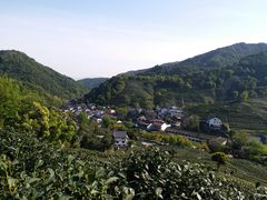 -龙井村
