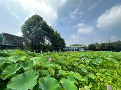 -洪湖家庭农场·团建·露营·会议
