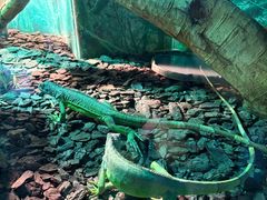 -广州长隆飞鸟乐园
