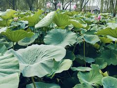 -莲花池公园