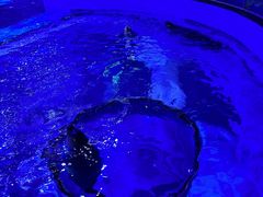 -上海海昌海洋公园-冰山北极馆