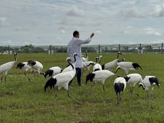 -盐城丹顶鹤湿地生态旅游区