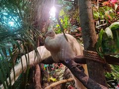 -正佳雨林生态植物园