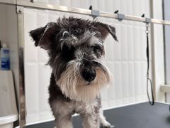 -爱宠屋pet shop·宠物洗澡·宠物美容